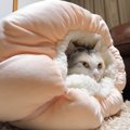 新しい猫ベッド♪可愛いお尻もこんにちは！