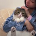 酔っ払った飼い主さんに捕まった！？されるがままの猫ちゃんたち