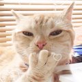 猫の平均寿命は何歳？長寿の猫種ランキングTOP5