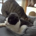 大きなベッドで眠る猫ちゃんとふみふみする猫ちゃん♡