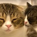 息子猫は可愛いけど…ひとり時間もほしいパパ猫！