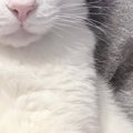 猫のイラストが入ったTシャツを着た飼い主→そばにいる『愛猫の表情』を見…