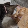 お昼寝中の先住猫、『近づいてきた子猫』に起こされた結果…『驚きの展…