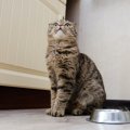 猫が飼い主のそばでご飯を食べなくなったときに考えられる理由５つ