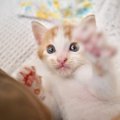 子猫が邪魔してくるときの対処法