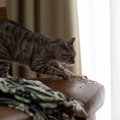 猫の困った『イタズラ』を防止する4つの方法　叱るより効果的な「猫が…