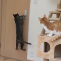 猫ちゃん覚悟を決めた大ジャンプ！男の背中をとくと見よ！