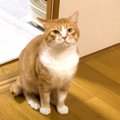 保護猫が『先住猫と初対面した夜』にとった行動…勇気を出して頑張った…