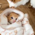 『子猫が眠りにつくまで』を撮影したら…破壊力の高すぎる『寝落ちの瞬…