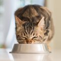 猫の老化を加速させる『NG習慣』4選　心身に及ぶ悪影響や改善のコツまで