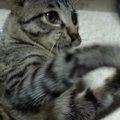 まるでバレー選手？！猫ちゃんのゴミ捌き…