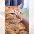 『おろして…』と訴える猫と会話していたら…飼い主の『予想外の発言』に爆…