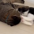 子猫の『顔面連続キック』に……お兄ちゃん猫が見せた『まさかの反応』…
