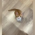 台所に立っていると、いつも近くにやって来る子猫…『かわいすぎる行動』に…