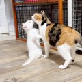 子猫がママ猫と『1日半ぶりに再会』した結果…愛情あふれる光景に尊す…