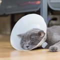 猫の『顔が汚れている』時に考えられる5つの病気と予防策