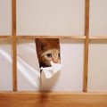 猫にやられがちな『お部屋荒らし』3選　困った行動をする心理からイタ…