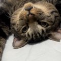 『ベッドの上にいる猫』を見て思わず笑った飼い主さん→SNSにあげると……