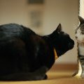 猫を多頭飼育するなら…『猫たちの年齢差』について考えておきたい5つ…