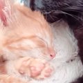 猛暑の中、ぐったりとしていたところを保護された子猫→『優しい先住猫』と…