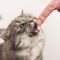 猫が思わず噛みたくなる物の特徴