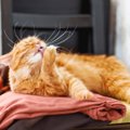 猫が『洗濯物の上』に乗ってくる理由3つ　干したばかりなのに…防ぐ方法は…
