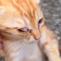 目を怪我していた『茶トラの子猫』を連れて帰ったら…心温まる『成長後…