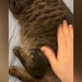 おしりをぽんぽんと叩いてもらってご機嫌な猫→飼い主が『手を止める』…