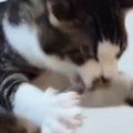 全身を使って『ドライヤーの風と戦っていた子猫』が、成長した結果…爆笑の…