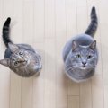 猫に好かれたい…『慕われる人』に共通する5つの事