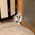 “猫用ドア”から出てきた三毛猫→パパの膝に乗るかと思ったら…圧倒的に『小…