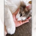 飼い主さんへの甘噛みが止まらにゃい♡甘えん坊なイケにゃんさんが話題