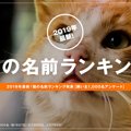 2019年最新！猫の名前ランキング発表【飼い主1,000名アンケート】