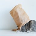 猫初心者が猫との暮らしで『びっくりするであろうこと』6選　猫のイメージ…