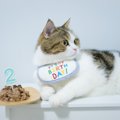 愛猫の『お誕生日』3つのお祝いアイデア　プレゼントやディナー…ほか…
