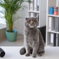 飼い主さんのお悩みあるある『猫のドライヤー問題』対処法はある？