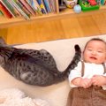 床に寝転ぶ赤ちゃん→元保護猫が『しっぽ』を使って…涙が出るほど尊い…