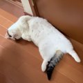 ぐでーん。いつも部屋のどこかで落ちてる猫ちゃん