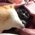 柴犬が『猫に甘えているところ』を見られた結果…笑えるほど『気まずそうな…