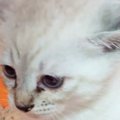 『トイレ中の子猫』を見守っていたら…あまりにもシュールな『まさかの光景…
