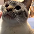 喜びの笑いが止まらない！可愛い猫ちゃんたちと久しぶりの対面♡