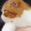 プロにシャンプーをしてもらう子猫→乾かしてもらっている最中に…『まさか…