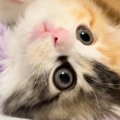 人が大好きな子猫→飼い主にべったりとくっついて…ずっと見ていたくな…