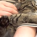 元野良の赤ちゃんネコを抱っこしてみた結果…保護して２日とは思えない…