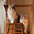 『前世はプロモデル？』いっしょに椅子に座る2匹の猫…あまりにも素敵…
