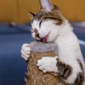 猫が大好きな『またたび』の危険な与え方3つ