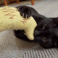 猫ちゃんの元に突然現れたクロワッサン？！その訳とは？