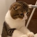 大丈夫？お風呂に入る飼い主さんを心配する猫さん