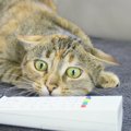 猫は『怖い』と感じるとどうなる？5つの行動とケア方法