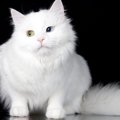 ヴァン猫｜特徴や性格について解説！貴重な理由や歴史まで